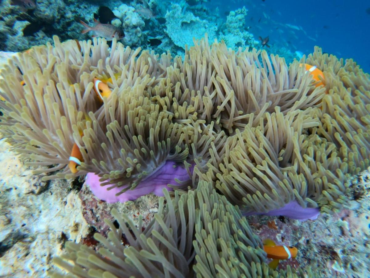 Hiraeth Island Home Guraidhoo  Luaran gambar