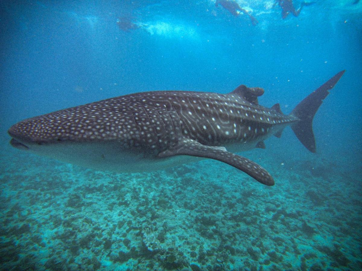 Hiraeth Island Home Guraidhoo  Luaran gambar